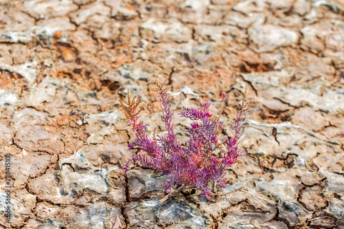 Colorful of Seablite (Suaeda maritima) growth in nature photo