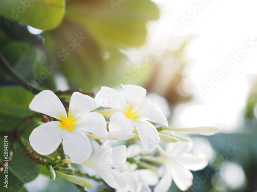 white frangipani  plumeria  flower and leaves