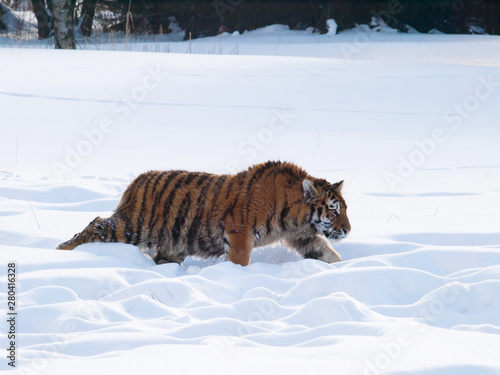 Siberian tiger run through birch forest in winter - Panthera tigris altaica