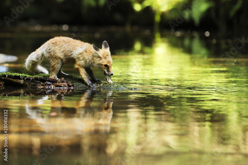 Young vixen of red fox stay on stone eating little fish - Vulpes vulpes