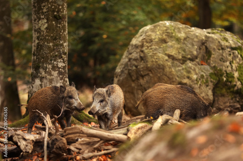 Herd of Young Wild boars, Sus scrofa, in the autumn forest in background, Germany
