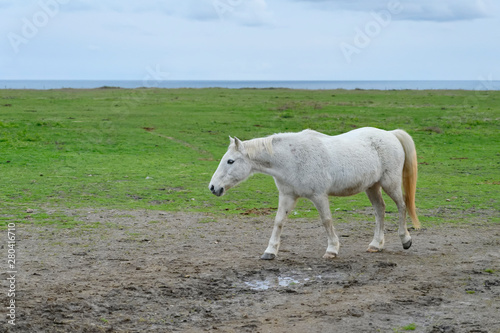 Cheval blanc
