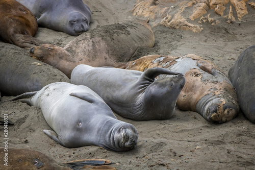 Group of Elephant Seals Sleeping on Sandy Beach in Variety of Colors