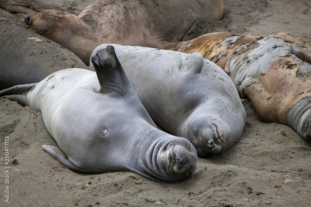 Elephant Seals Stretch Sleep and Molt on Sandy Beach Elephant Seals Stretch Sleep and Molt on Sandy Beach