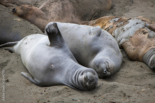 Elephant Seals Stretch Sleep and Molt on Sandy Beach