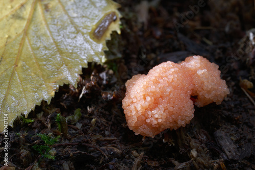 Inedible mushroom Tubifera ferruginosa growing on the stump of tree. Slime moulds mushroom.  Fallen birch leaf on the stump. photo