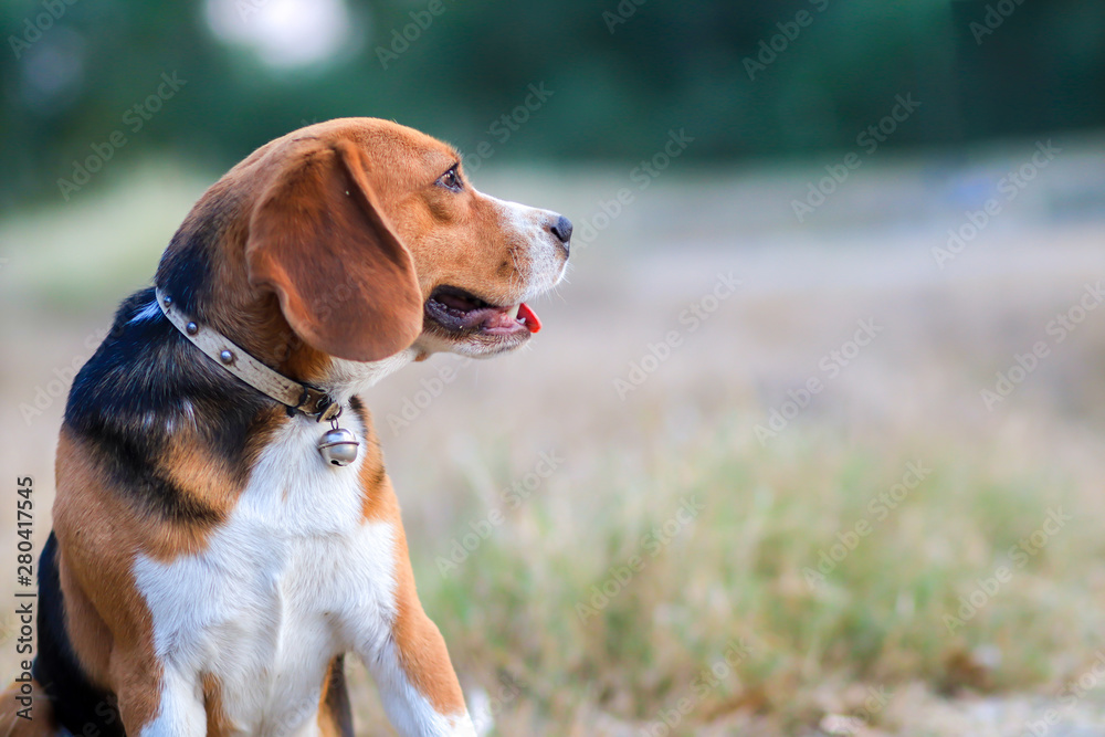 A cute beagle dog relaxing in the park.