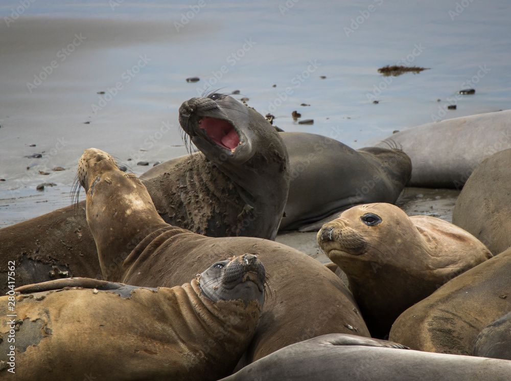 Fototapeta premium Group of Female Elelphant Seals Fight and Molt on Wet Sandy Beach