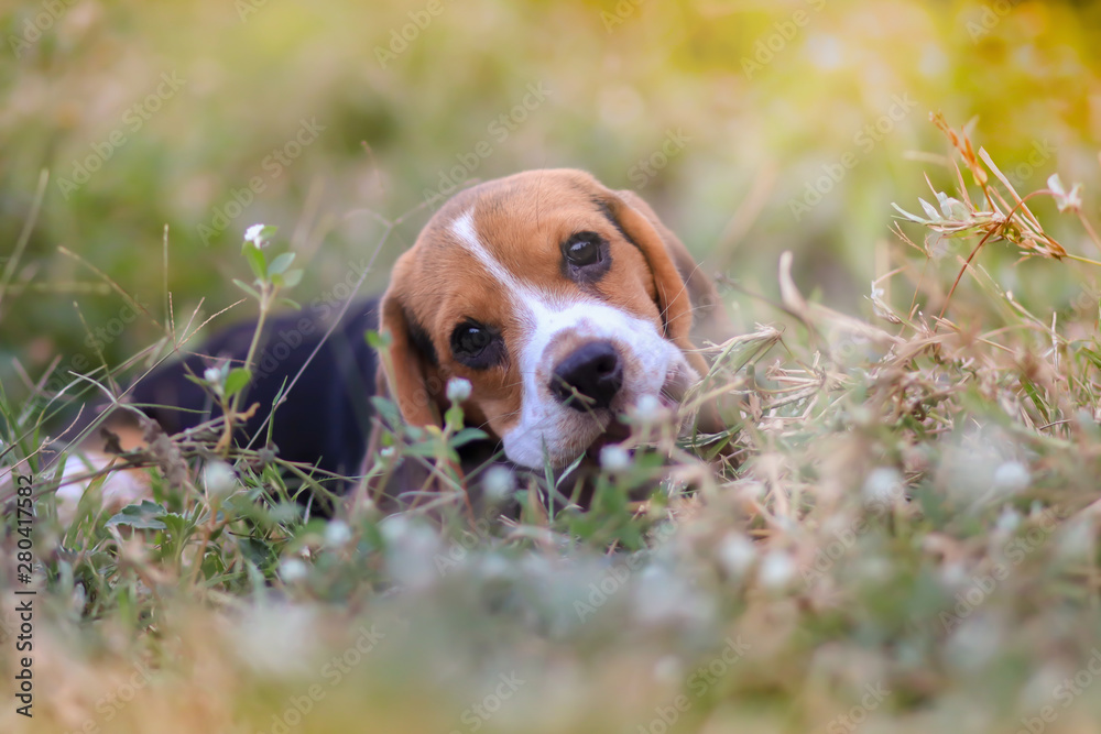 An adorable beagle puppy lying outdoor on the grass field under the evening sunlight . An adorable beagle puppy lying outdoor on the grass field under the evening sunlight .