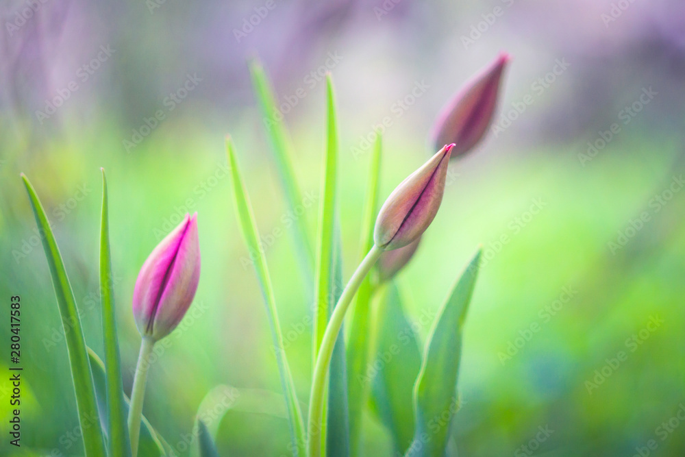 pink tulips on green background close-up soft focus pink tulips on green background close-up soft focus