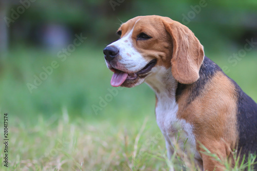 Portrait of beagle dog outdoor in the green grass field.