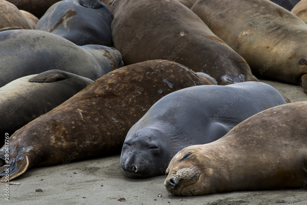 Fototapeta premium Elephant Seals Sleeping in Close Up Image on Sandy Beach