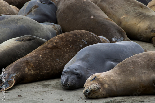 Elephant Seals Sleeping in Close Up Image on Sandy Beach