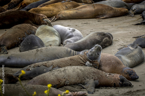 Elephant Seal Looks at Camera on California Beach with Yellow Flowers