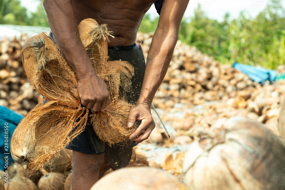 Closeup hand workers peeling coconut with an outdoor pointed knife.