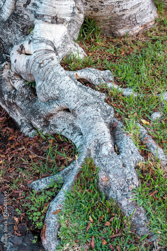 Obraz premium powerful tree roots