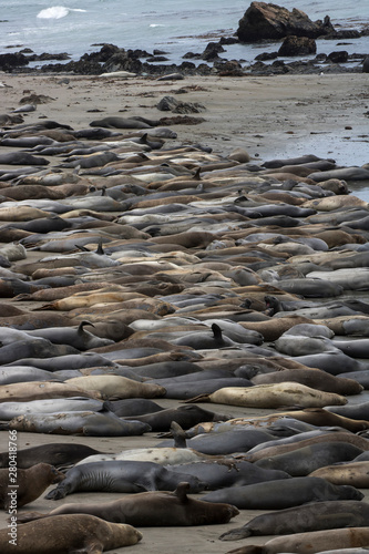 Beach at Piedras Blancas California Covered in Northern Elephant Seals