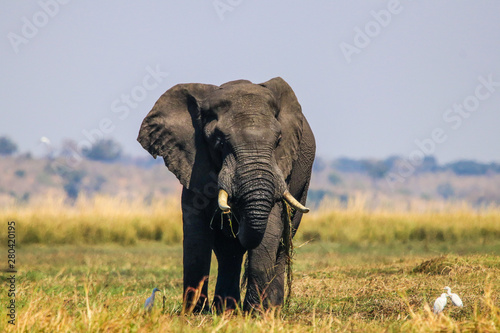 Magnificent male elephant in shallow waters of Chobe River, Botswana