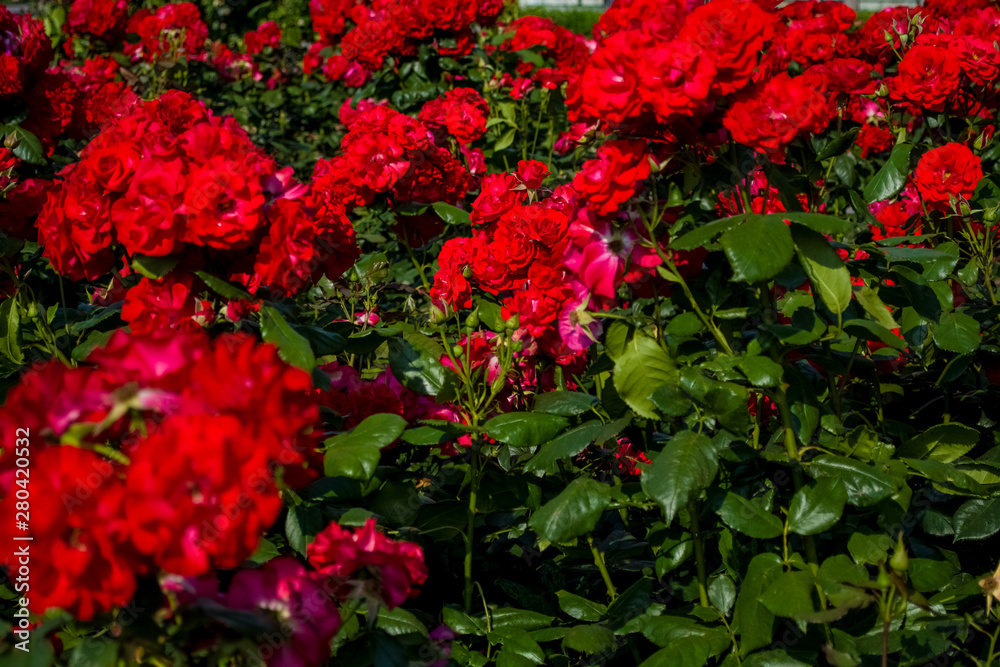 The large beautiful green garden with bushes of red roses. Summer season of blossoming. The large beautiful green garden with bushes of red roses. Summer season of blossoming.