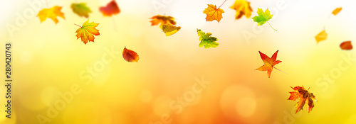 Wallpaper Mural buntes herbstlaub  Torontodigital.ca