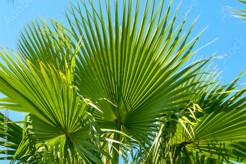 Palm leaf against blue sky