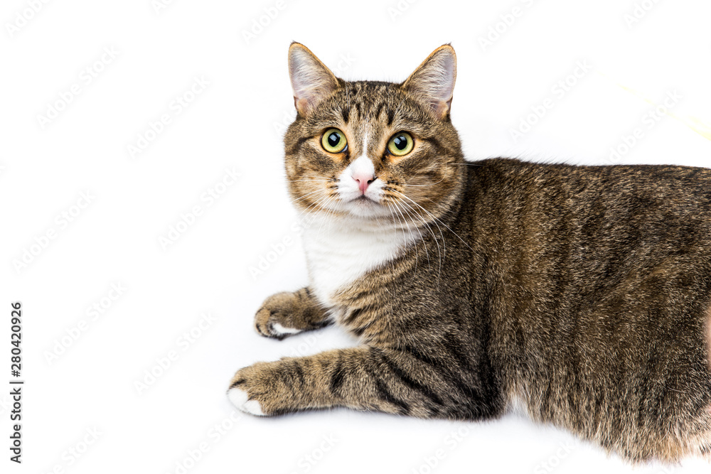 Studio shot of an adorable gray and brown tabby cat lying on white background top isolated