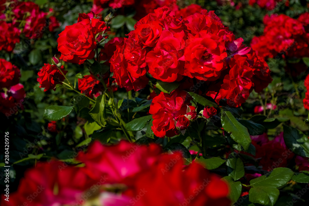The large beautiful green garden with bushes of red roses. Summer season of blossoming. The large beautiful green garden with bushes of red roses. Summer season of blossoming.