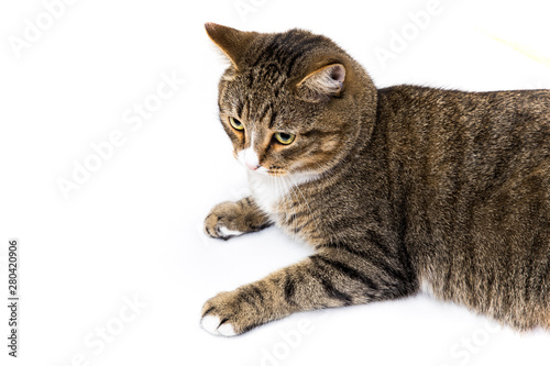 Studio shot of an adorable gray and brown tabby cat lying on white background top isolated © mantisphoto