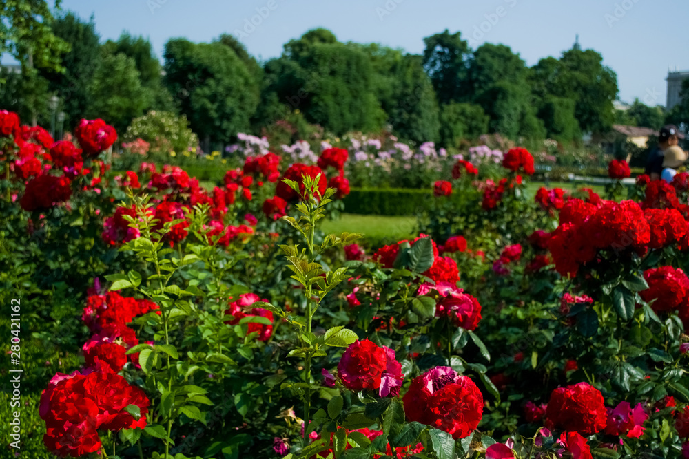 The large beautiful green garden with bushes of red roses. Summer season of blossoming.