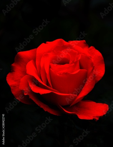 Fototapeta Naklejka Na Ścianę i Meble -  a red rose on a black background