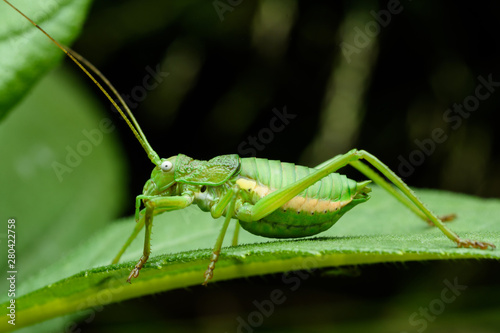 uromenus rugosicollis in plant during the night