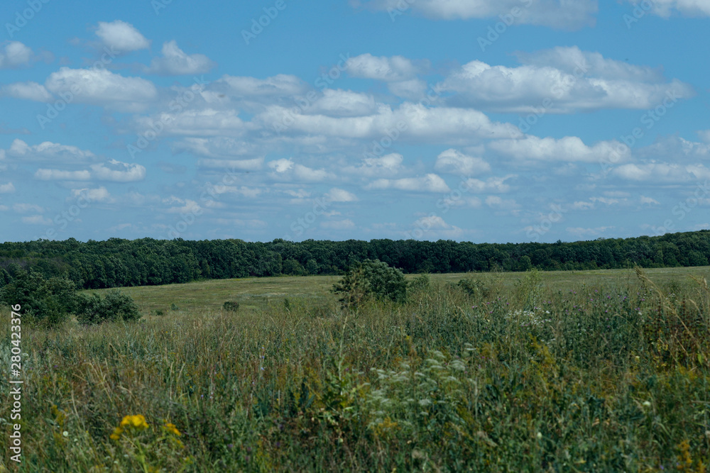 Rural landscape. Field with wildflowers against a blue sky with fluffy clouds. The concept of natural beauty.