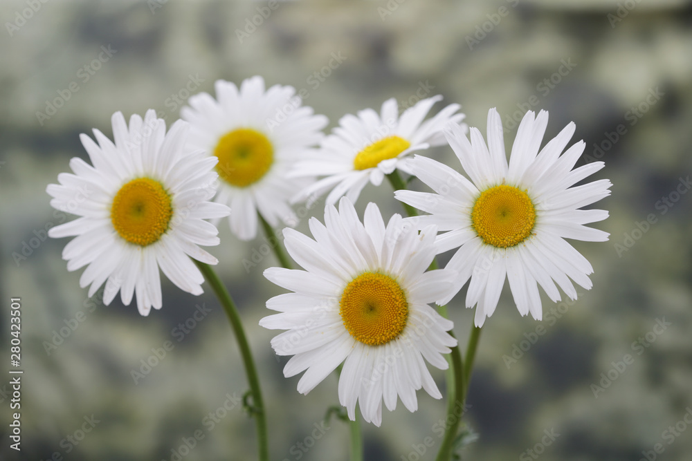 Obraz premium White chamomile (camomile) bouquet on nature background.
