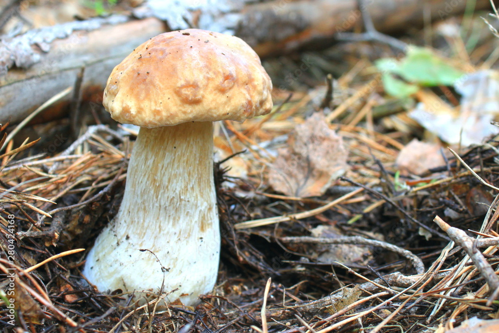 Beautiful mushroom in the autumn forest Beautiful mushroom in the autumn forest