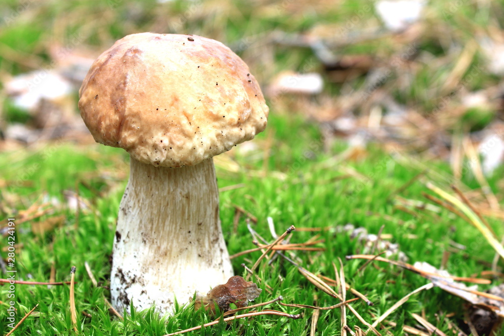 Beautiful mushroom in the autumn forest Beautiful mushroom in the autumn forest
