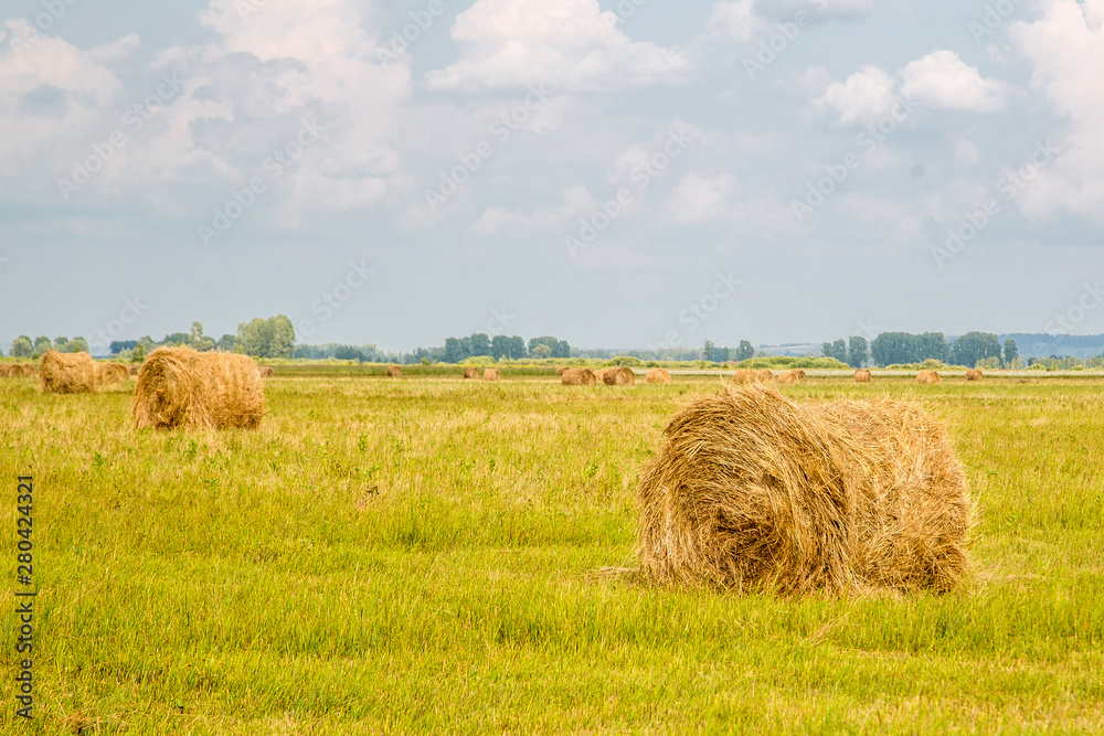 bales of hay rolled into a roll lie on the field