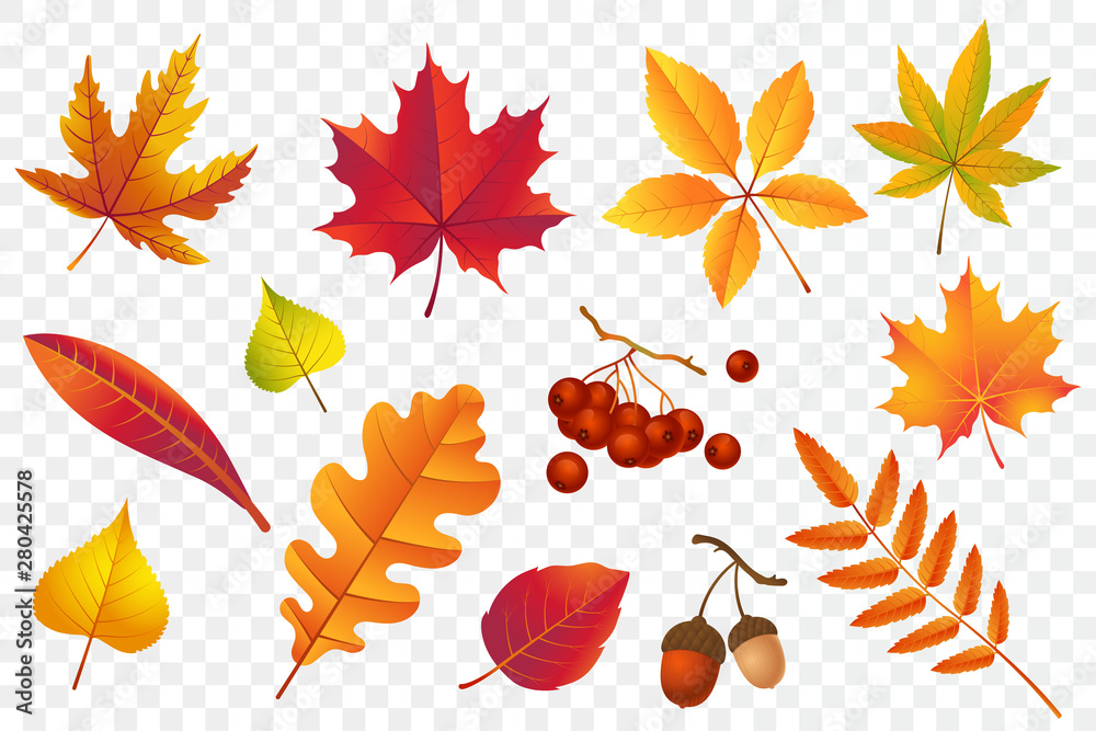 Autumn falling leaves isolated on transparent background. Yellow foliage collection. Rowan,oak, maple, birch and acorns. Colorful autumn leaf set. Vector illustration.