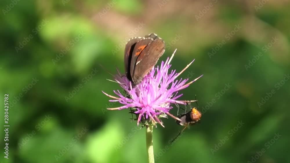 insetti su cardo