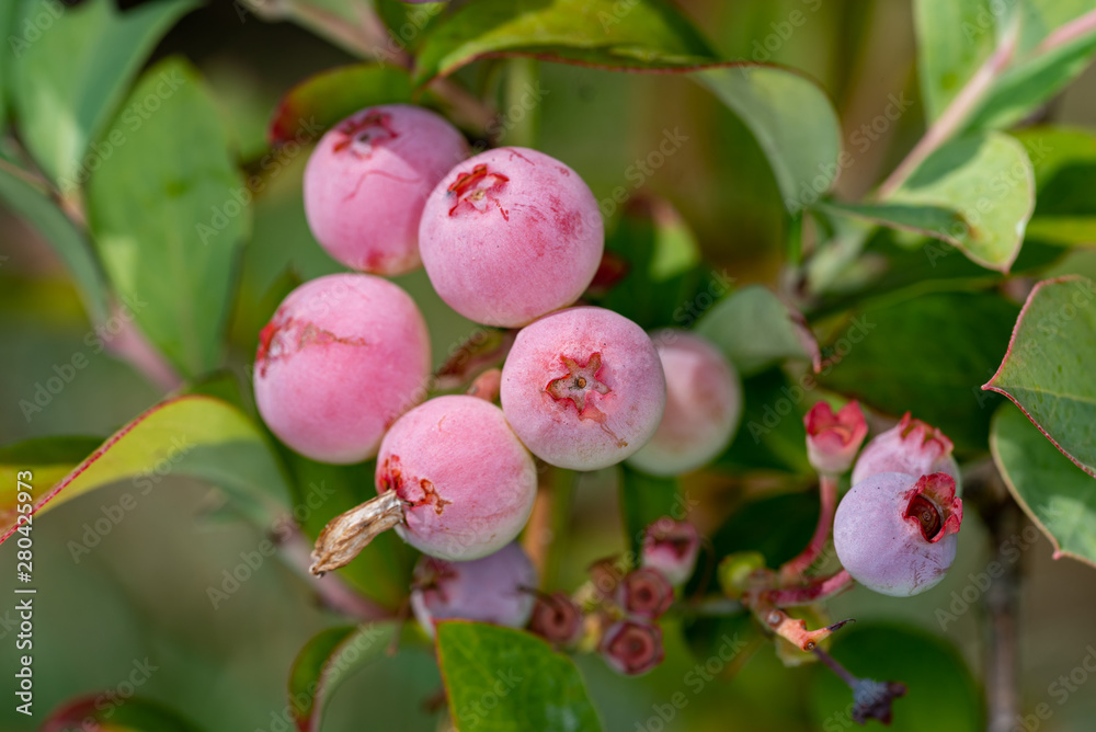 Beginning ripe blueberry fruit, on the branch Beginning ripe blueberry fruit, on the branch