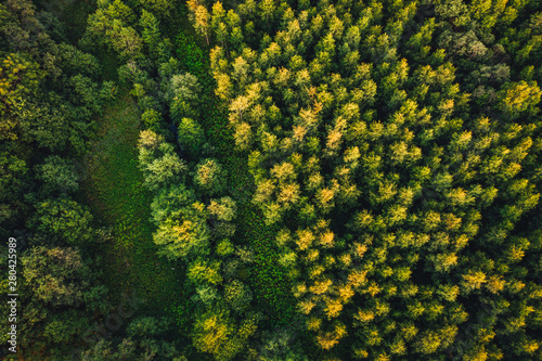 Aerial view on forest trees, green forest in summer sunset