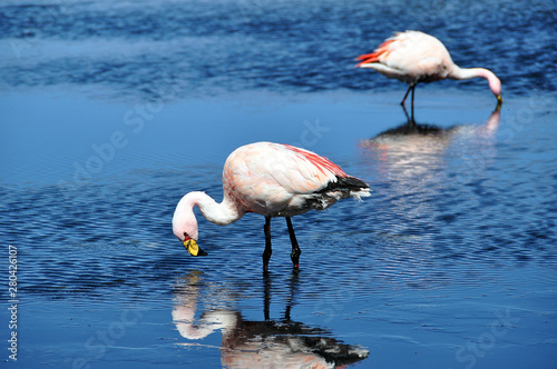 travel bolivia andes region and la paz to potosi lagunas and isla de soll on titicaca lake photo