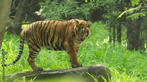 Royal Bengal tiger in Sundarban National Park photo