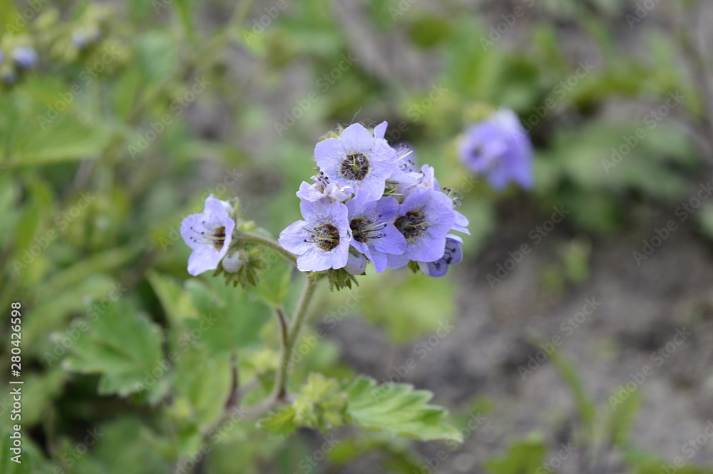 Closeup phacelia bolanderi commonly known as Bolander's phacelia with blurred background in garden Closeup phacelia bolanderi commonly known as Bolander's phacelia with blurred background in garden
