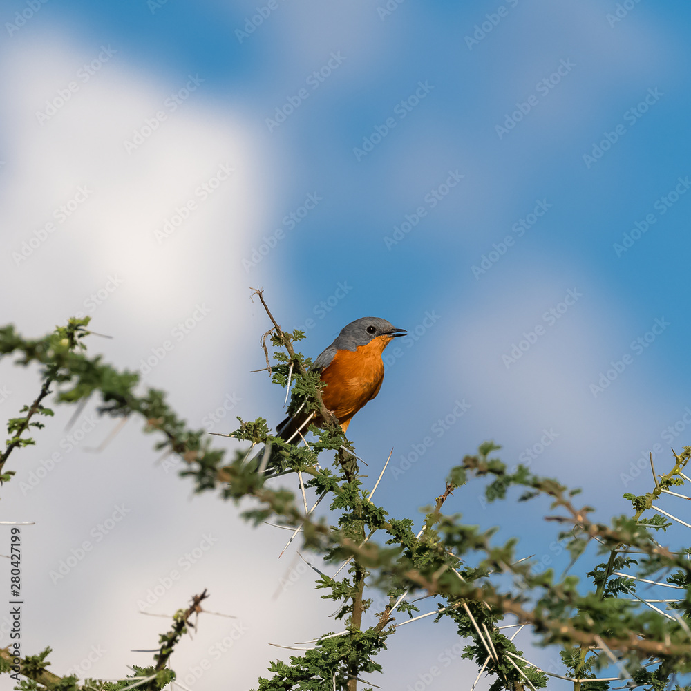silverbird, Empidornis semipartitus, exotic bird perched on an acacia tree in Tanzania silverbird, Empidornis semipartitus, exotic bird perched on an acacia tree in Tanzania