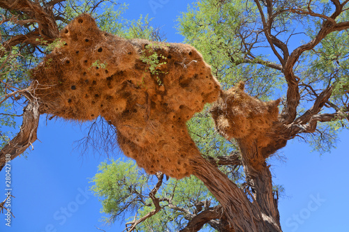 Foto Huge nest of the The sociable weaver, also commonly known as the common social weaver, common social-weaver, and social weaver is a species of bird in the Weaver family endemic to Southern Africa