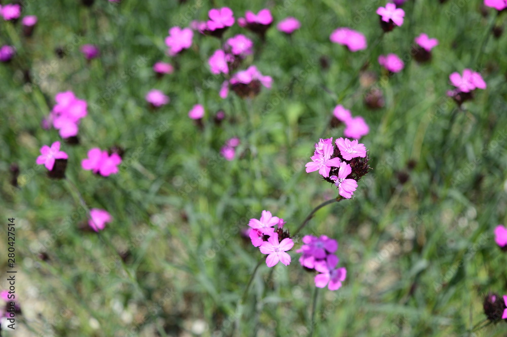 Closeup dianthus carthusianorum commonly known as Carthusian Pink with blurred background in garden