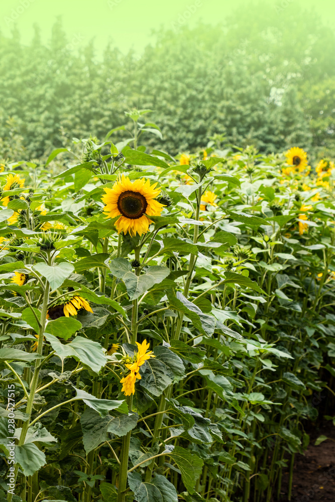 Obraz premium Bright yellow, orange sunflower flower on sunflower field. Beautiful rural landscape of sunflower field in sunny summer day.