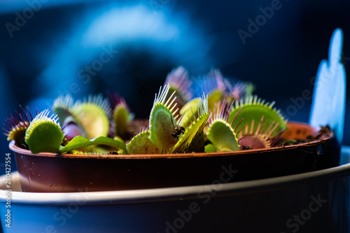 Venus fly trap with a fly in  a pot