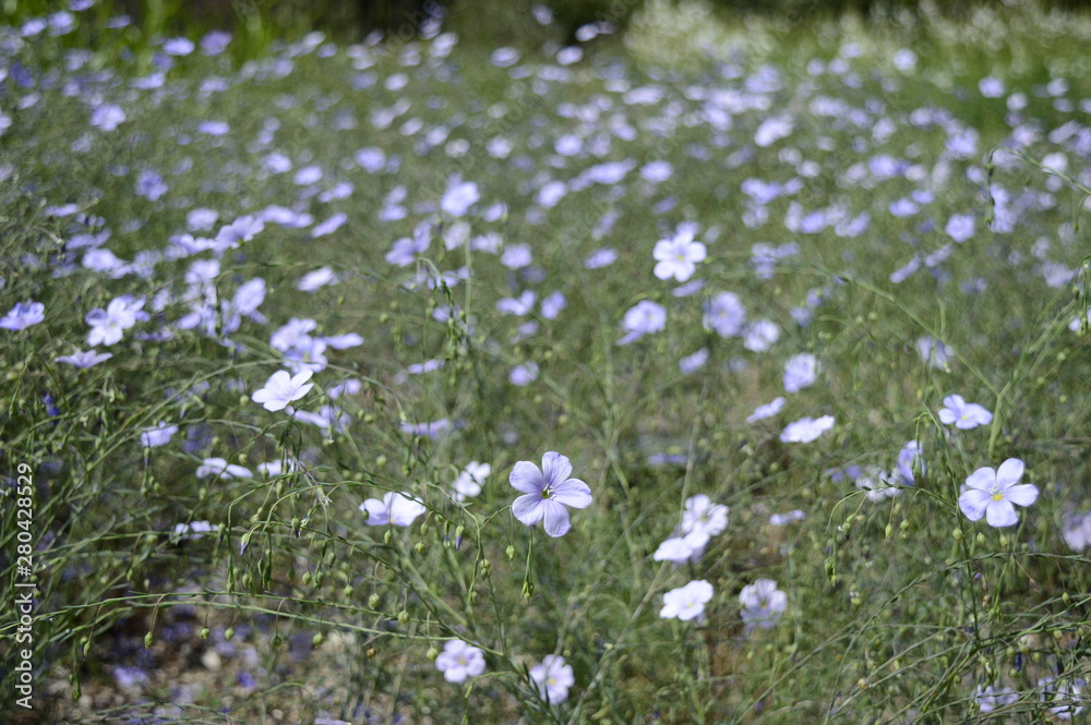 Closeup linum austriacum called also asian flax with blurred background in garden