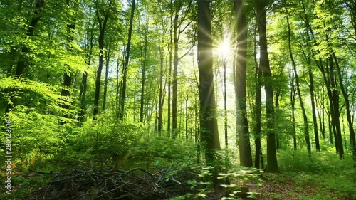 The sun casts its beautiful rays into the fresh green forest, time lapse photo